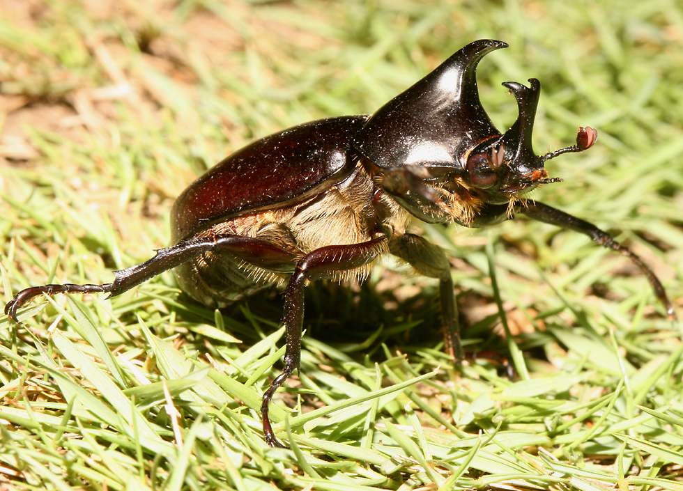 african rhinoceros beetle