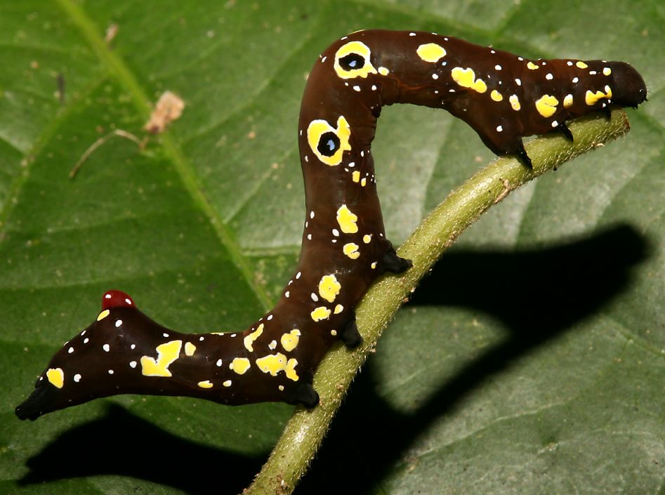 SulawesiProminentCaterpillar.jpg