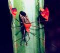 leaf-footed bug