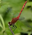 green darner dragonfly in flight