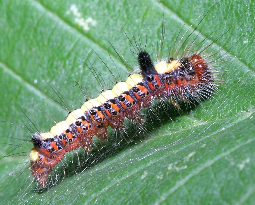 wallpaper caterpillar. Caterpillars are often more