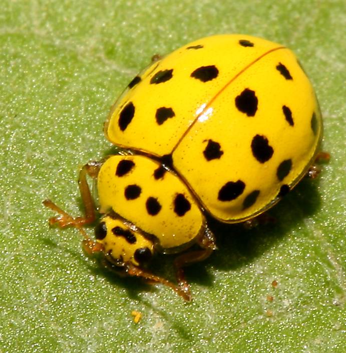 Russian22SpotLadybirdBeetle.jpg