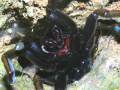 Thailand black tarantula