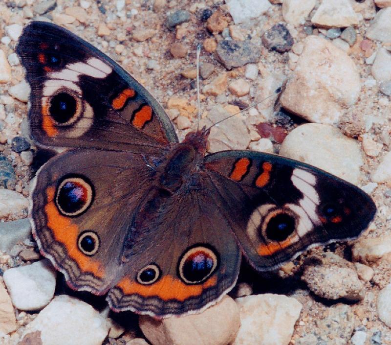 American Butterflies