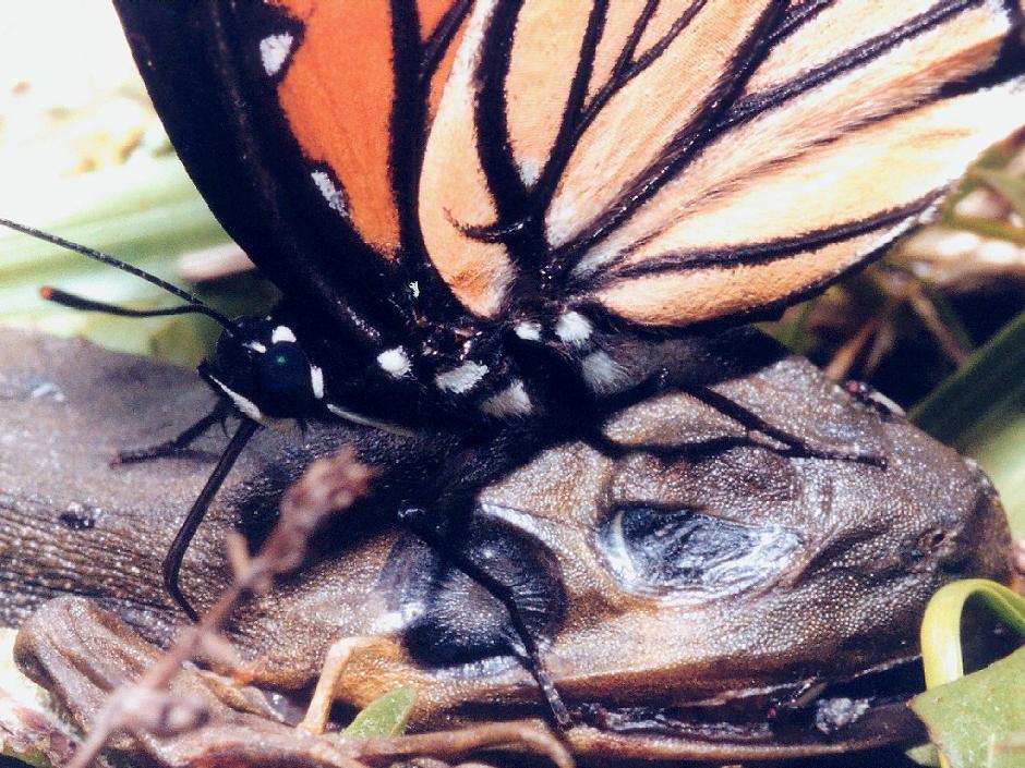 viceroy butterfly and frog   (click here to open a new window with this photo in computer wallpaper format)