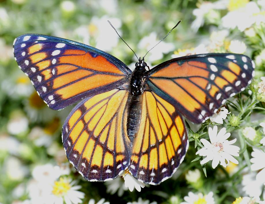 What are the different types of butterflies?