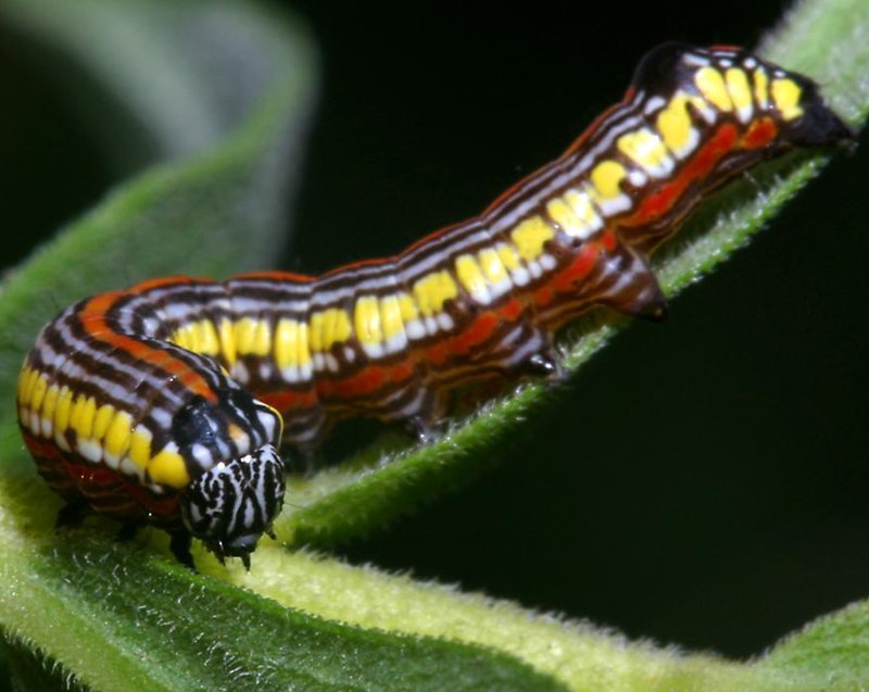 Caterpillar Identification Chart