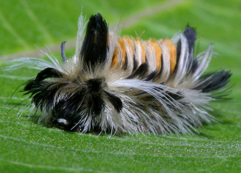 Attack of the Silkworm Feather/Caterpillars (Desiciria inclusa)