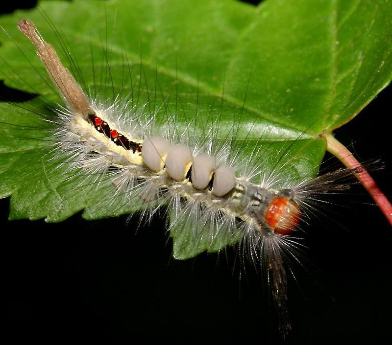 Caterpillars of Northern Illinois