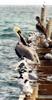 brown pelican and terns