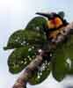collared aracari