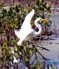 great egret