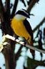 Great Kiskadee