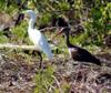 heron and immature white ibis