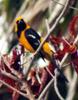 male hooded oriole