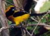 male hooded oriole