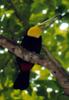 keel-billed toucan