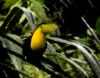 keel-billed toucan