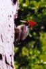 lineated woodpecker