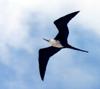 female Magnificent Frigate Bird