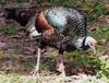 ocellated turkey