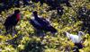 red-footed booby and magnificent frigate birds