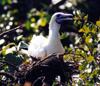 red-footed booby