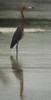 reddish egret in the dark phase