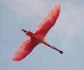 roseate spoonbill