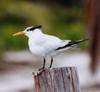 tern