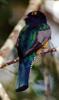 violaceous trogon