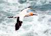 Australasian gannet