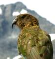 kea, the world's only alpine parrot