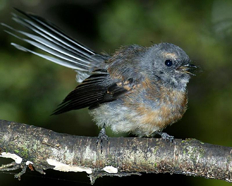 These whiskers guide the insects towards the fantail's open mouth as it
