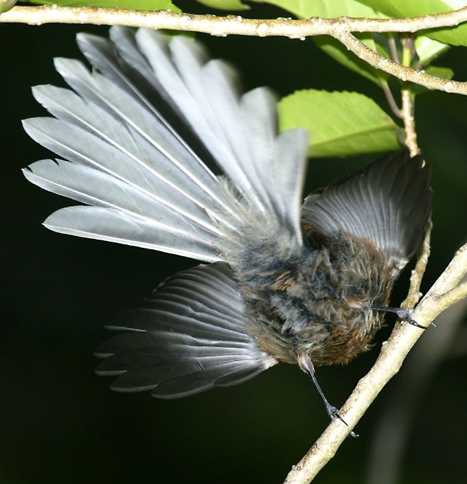 fantail