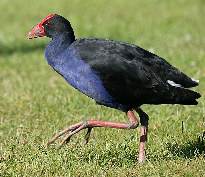 pukeko   (click here to open a new window with this photo in computer wallpaper format)