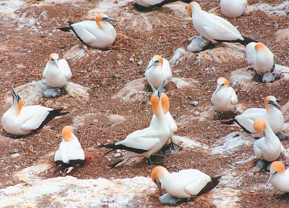 gannet couple standing in the middle of their neighbours