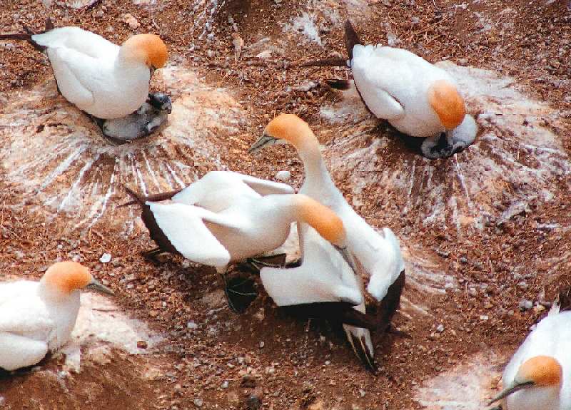 gannet pair in pair bond display