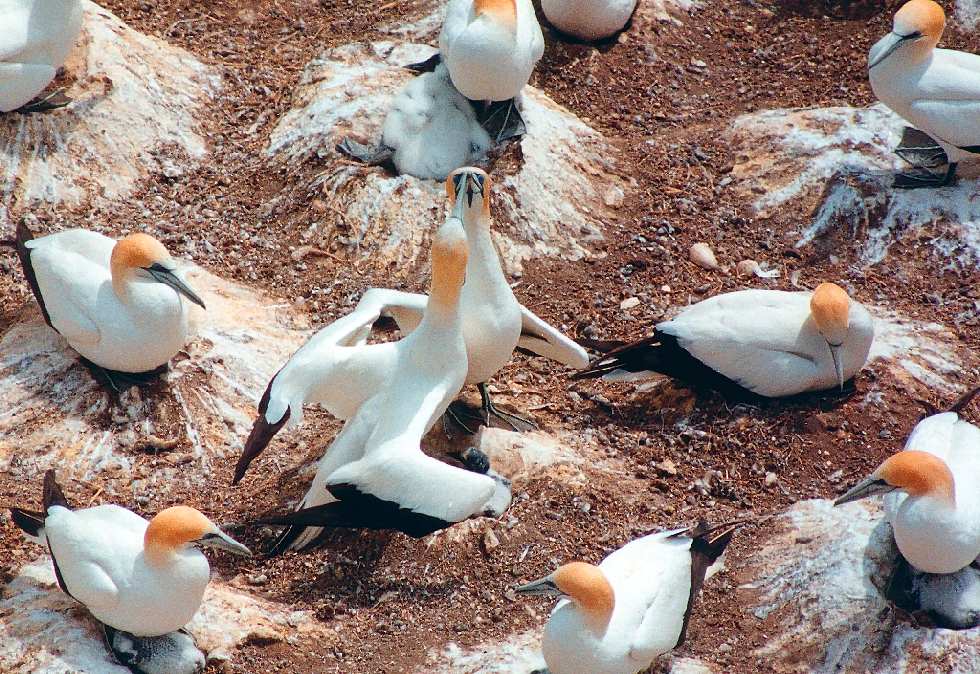 gannet couple with beaks in the air   (click here to open a new window with this photo in computer wallpaper format)