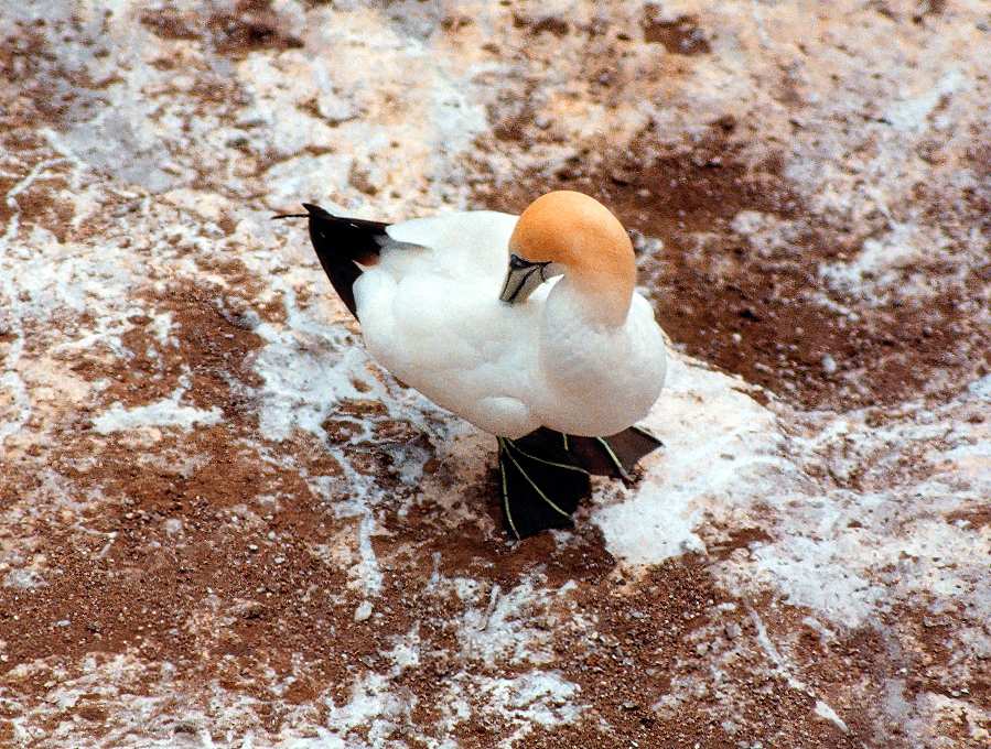 gannet preening