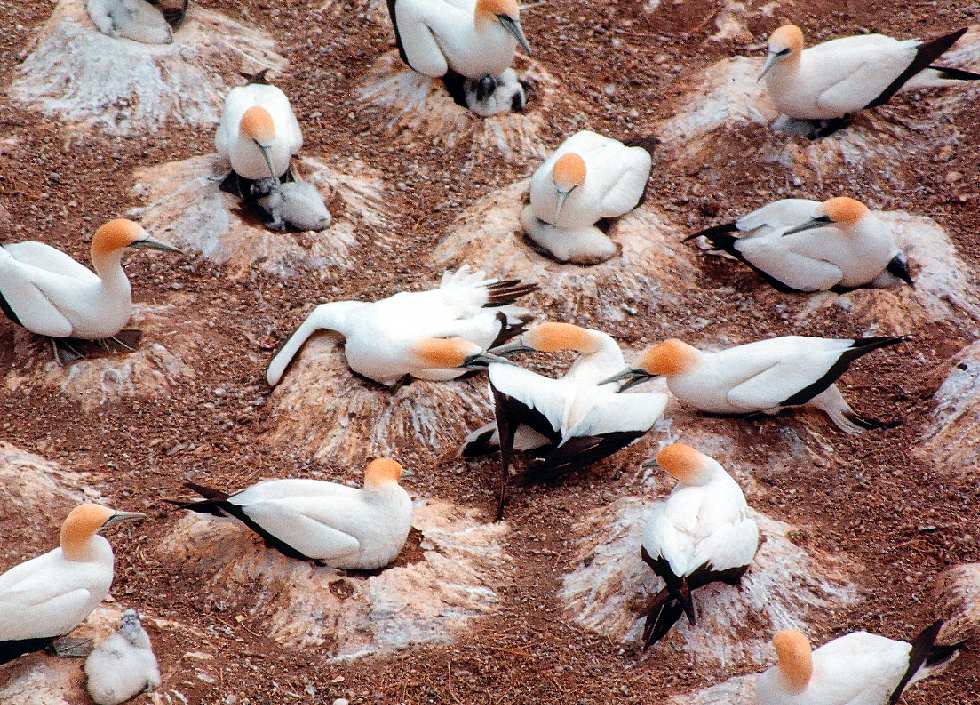 two gannets attacking an interloper