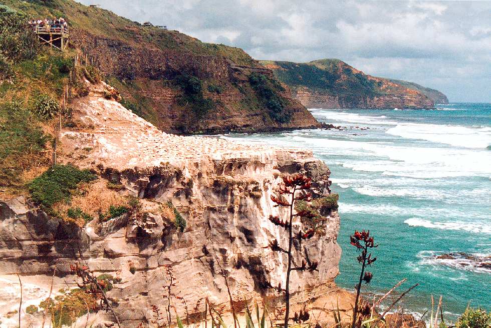 mainland gannet nesting colony