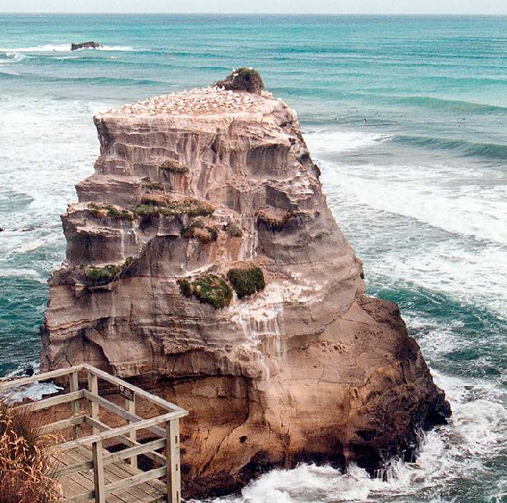gannet colony on an offshore rock