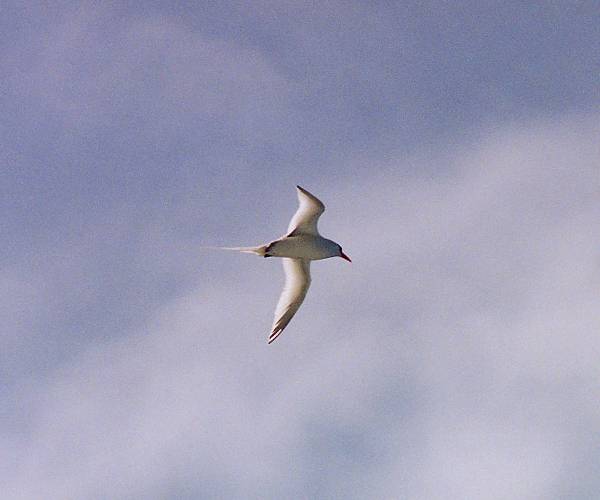 red-billed tropicbird flying in crouching posture
