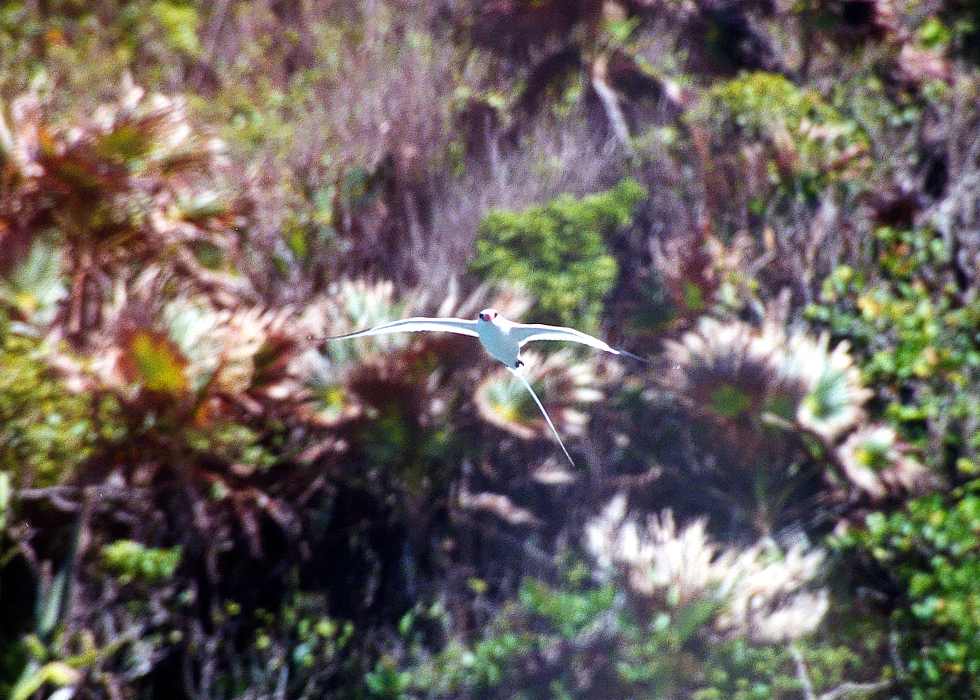 red-billed tropicbird rising against forest background