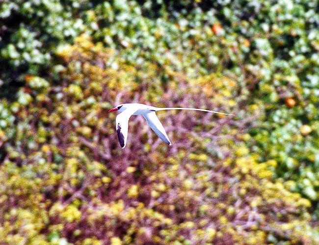 red-billed tropicbird flying against forest background