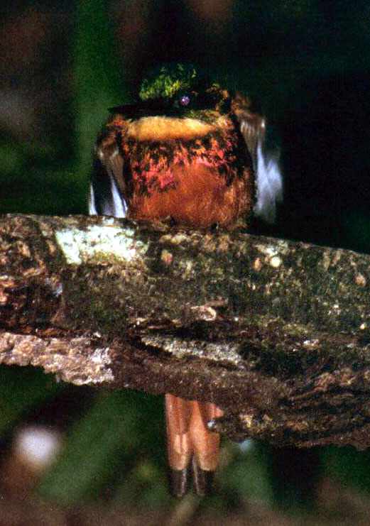 jacamar at night taking off from a branch