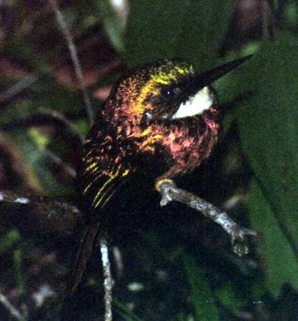 very colorful rufous tailed jacamar at night