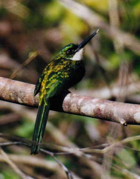 rufous-tailed jacamar from behind