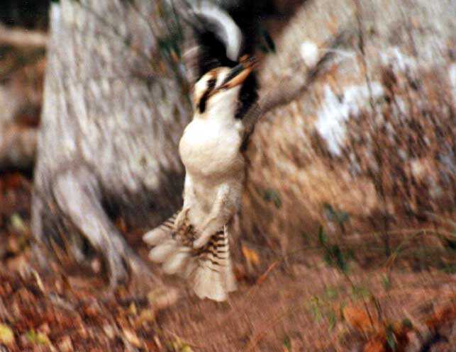 kookaburra taking off with captured insect
